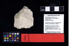 NHMW-GEO-2007z0149-0012_Ol_02.tifAbyssophthalmus schultzi (Schweitzer & Feldmann, 2009)  (NHMW-GEO-2007z0149-0012)